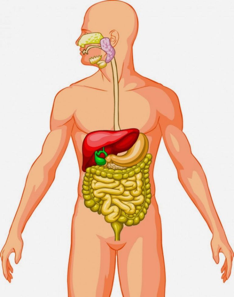 Digestive system.jpg